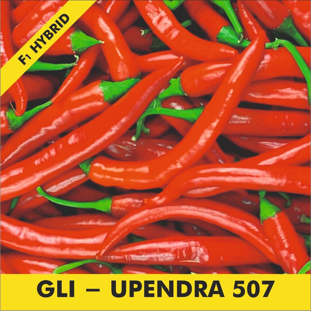 GLI-UPENDRA 507 Chilli