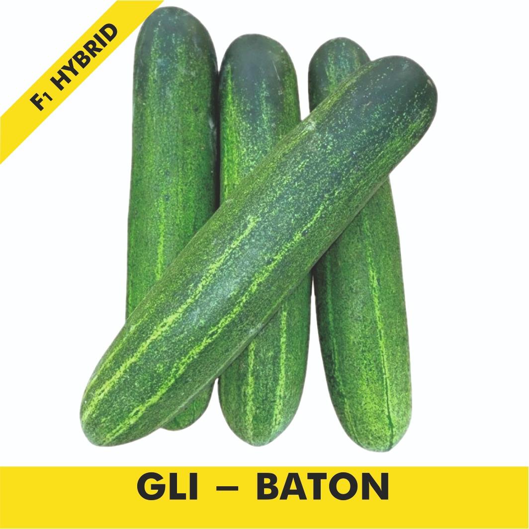 GLI-GLORY GREEN Cucumber